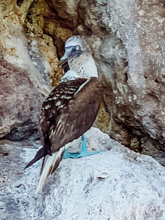 blue footed boobies our marietas island tour from sayulita was excellent in mexico
