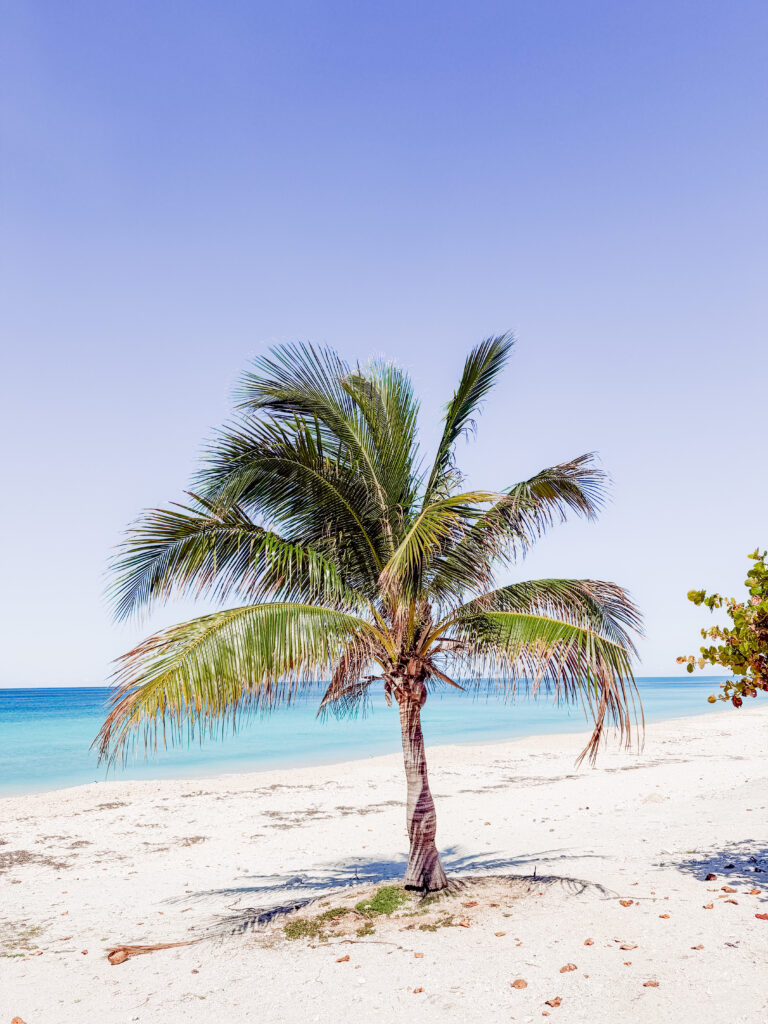 secluded white sand beaches on ocean cay with palms