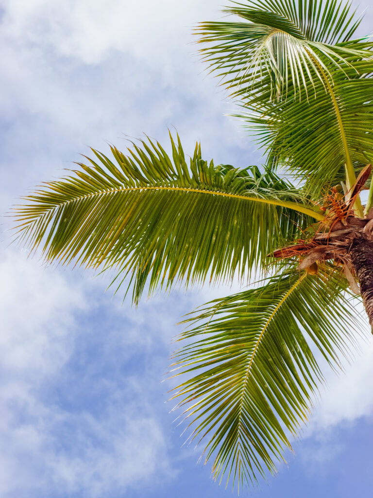 palms on dominicus beach, bayahibe, dominican republic