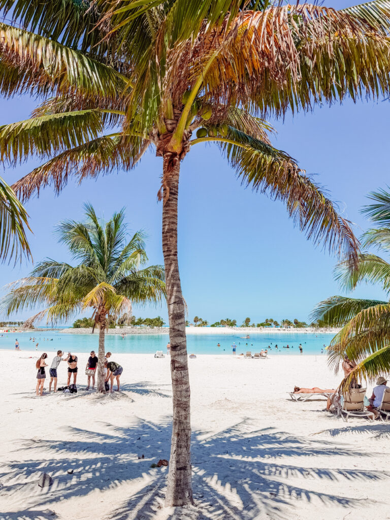 lots of palm trees for shade on ocean cay bahamas