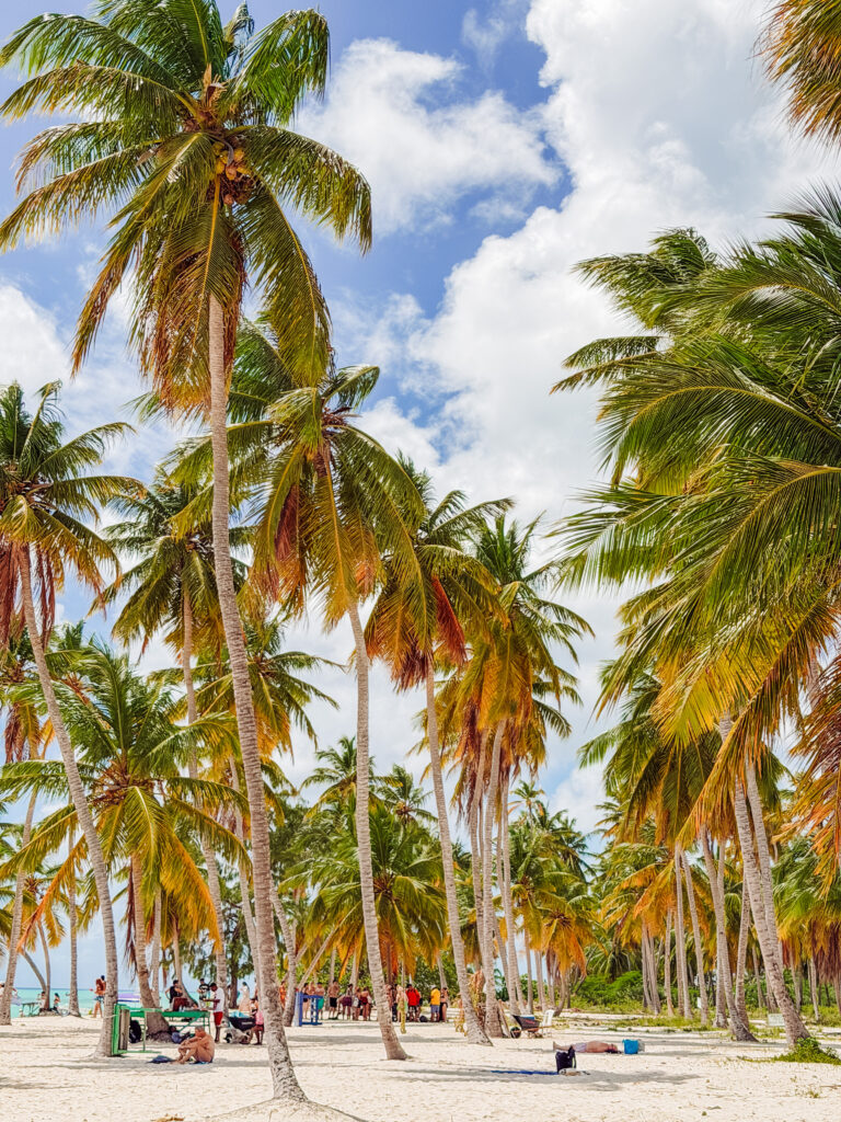 palm lined beaches saona island