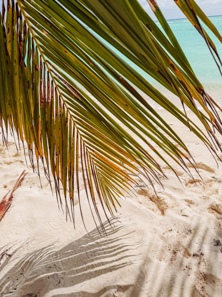 sitting under the palms on saona