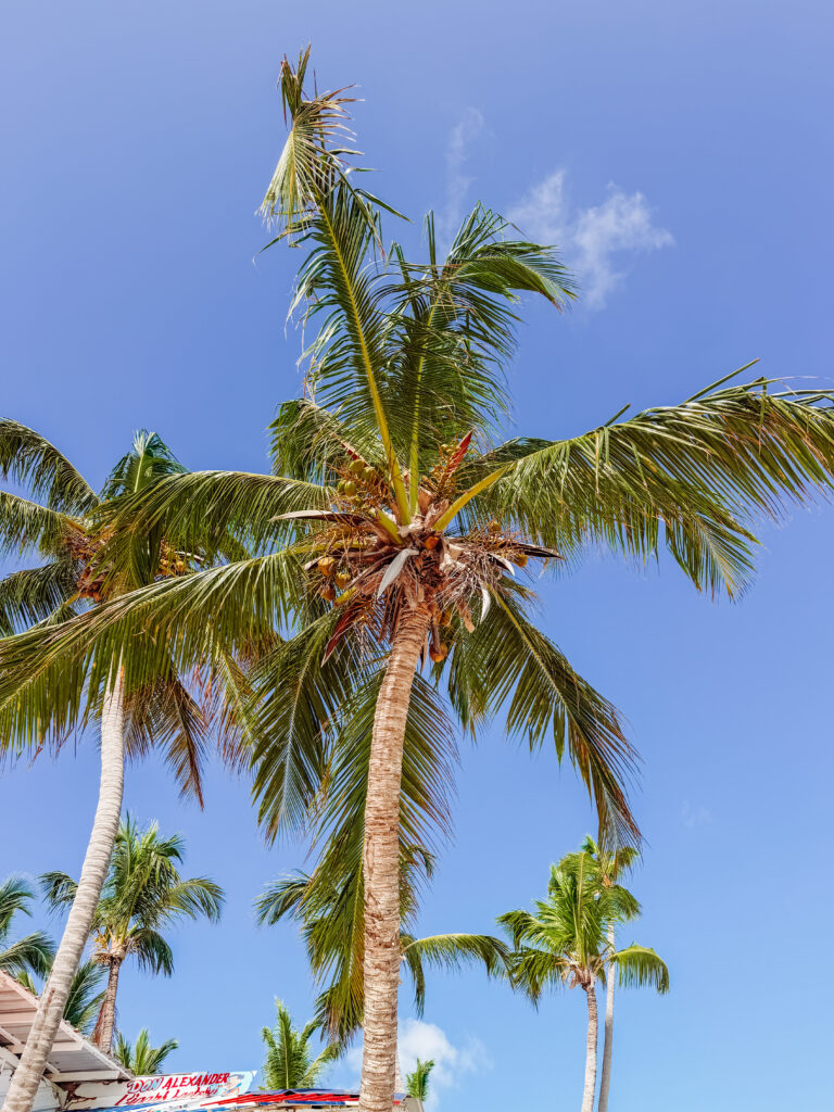 palm trees on punta cana beaches