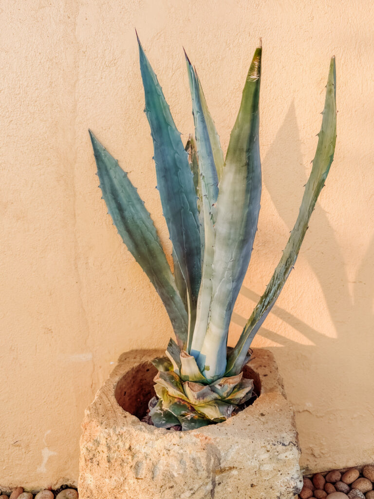 pretty details in mexico sayulita