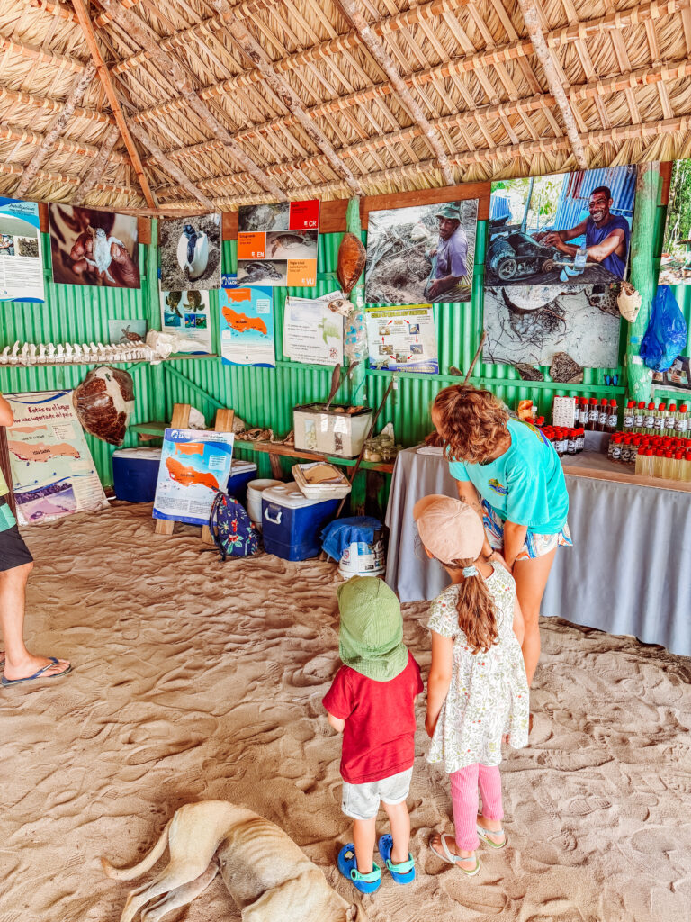 saona island turtle project