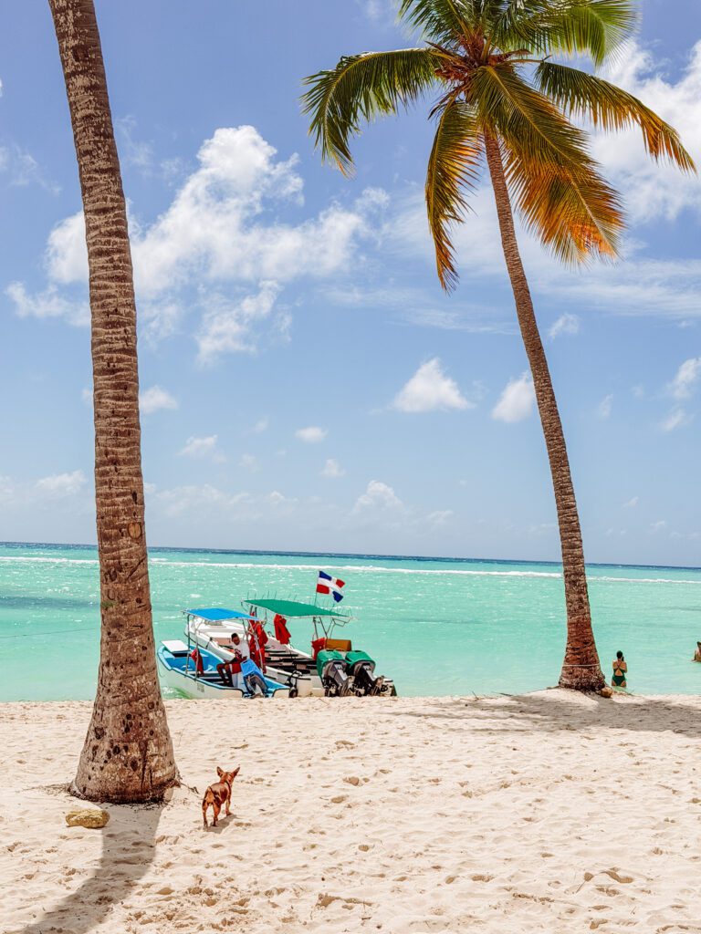 palm trees and puppy on saona island tour