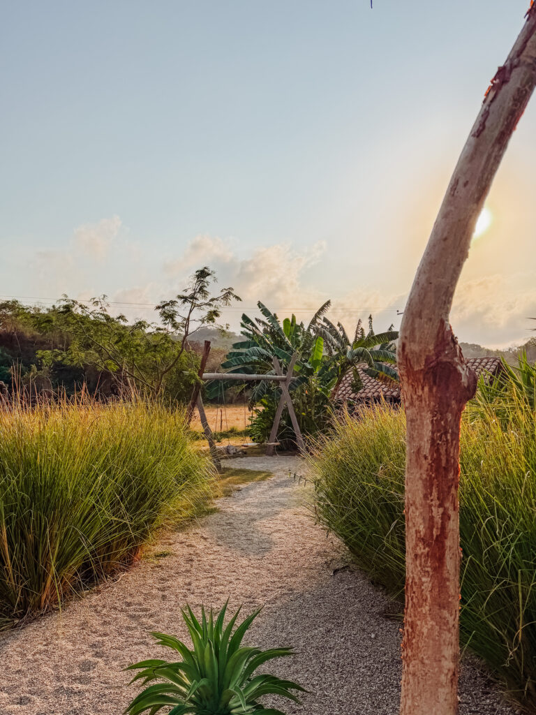 beautiful agave farm near sayulita