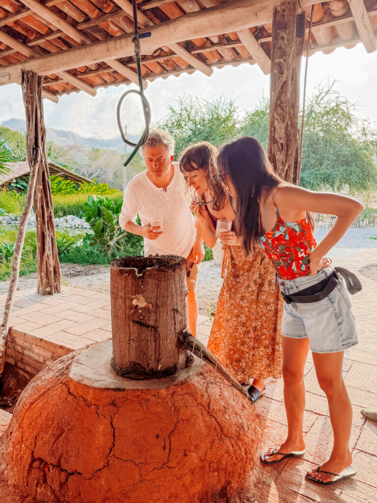 learning tequila and raicilla production on an agave farm near sayulita