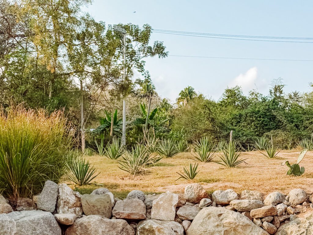 learning about tequila and raicilla on an agave farm near sayulita