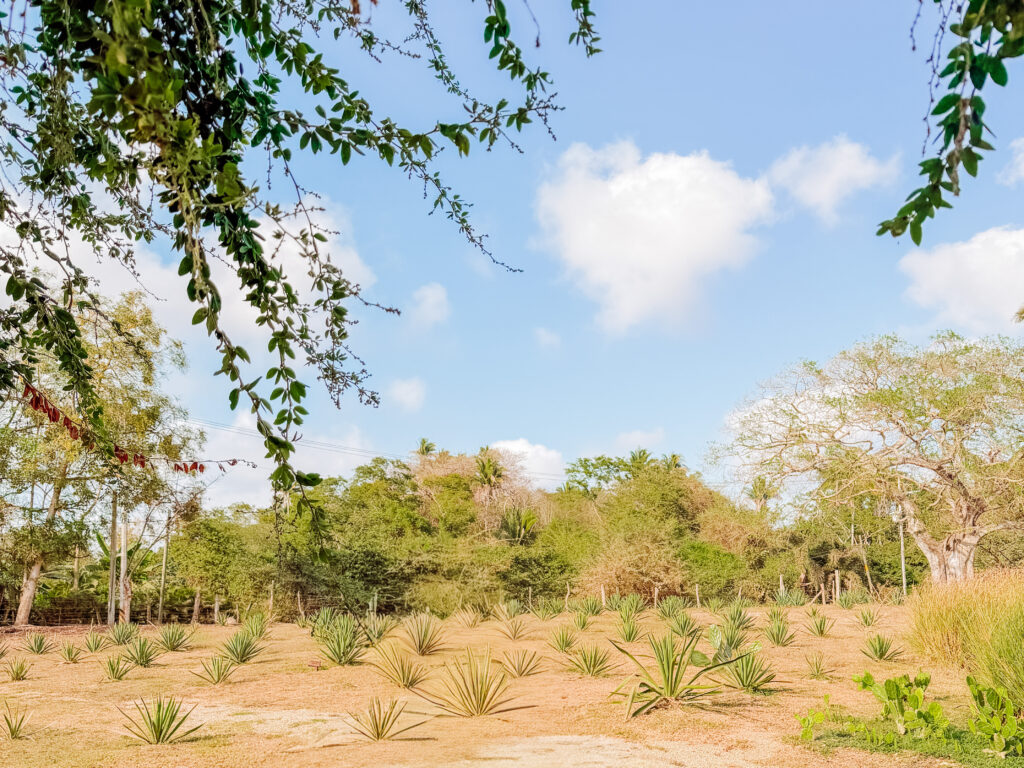 learning about agave plants on an agave farm near sayulita