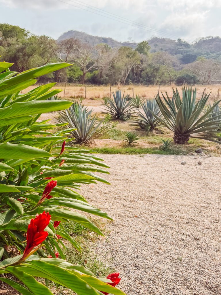 agave plants at agave farm near sayulita