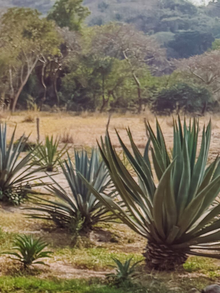 tequila tasting on an agave farm near sayulita