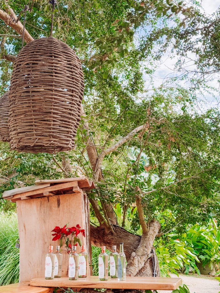 the best tequila tasting in sayulita, mexico