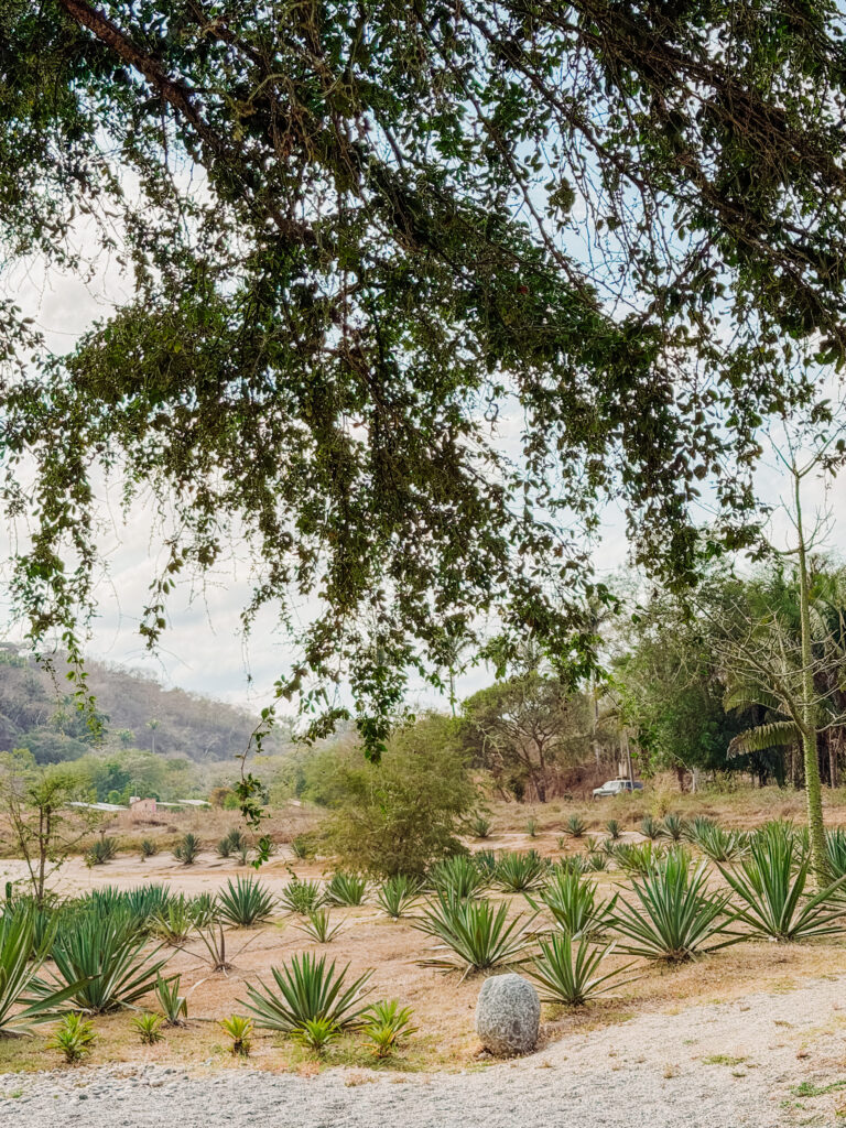 beautiful tequila tour on an agave farm sayulita