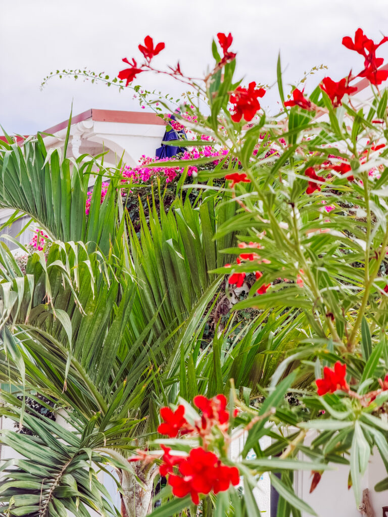 flowers in antigua