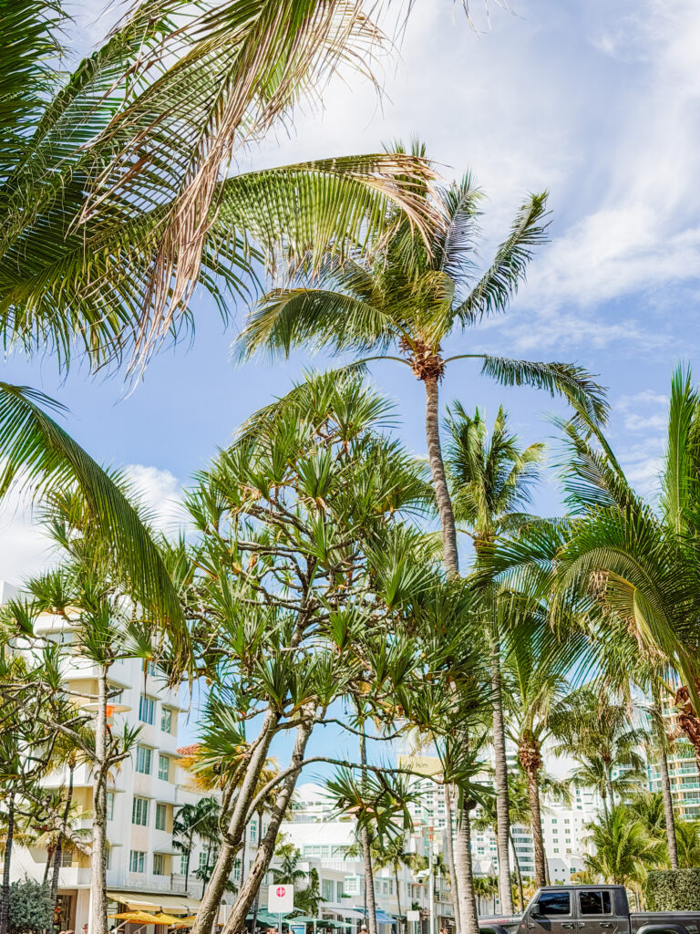 sitting under the palms in Lummus Park south beach miami