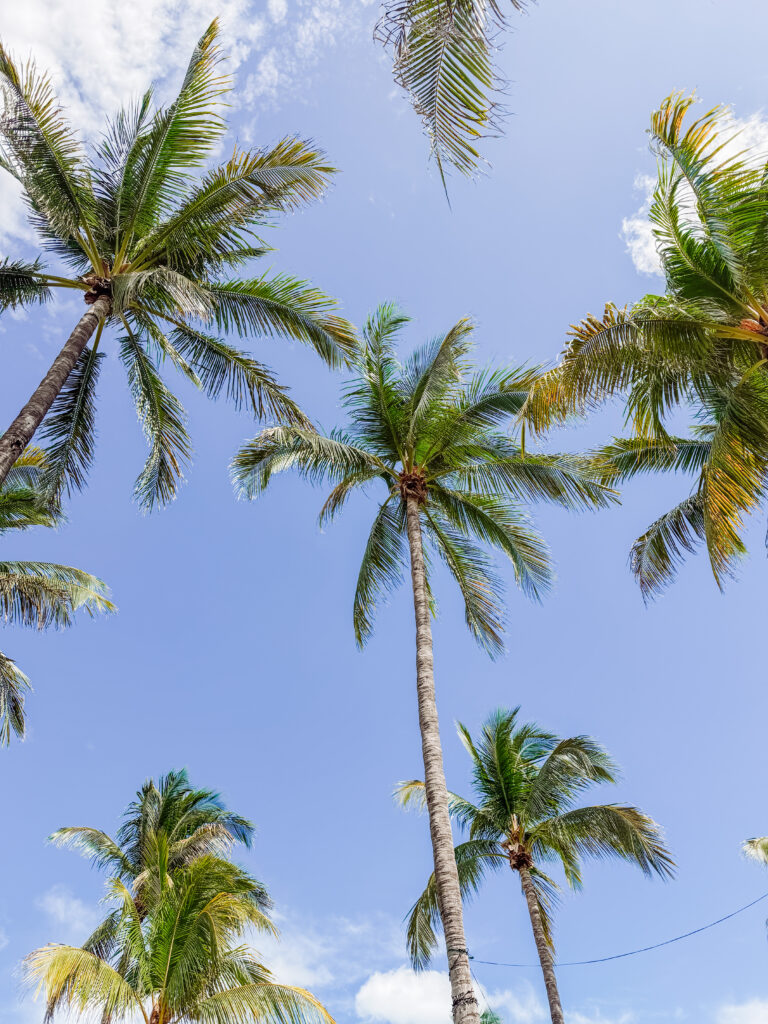 sitting under the palms in Lummus Park south beach miami