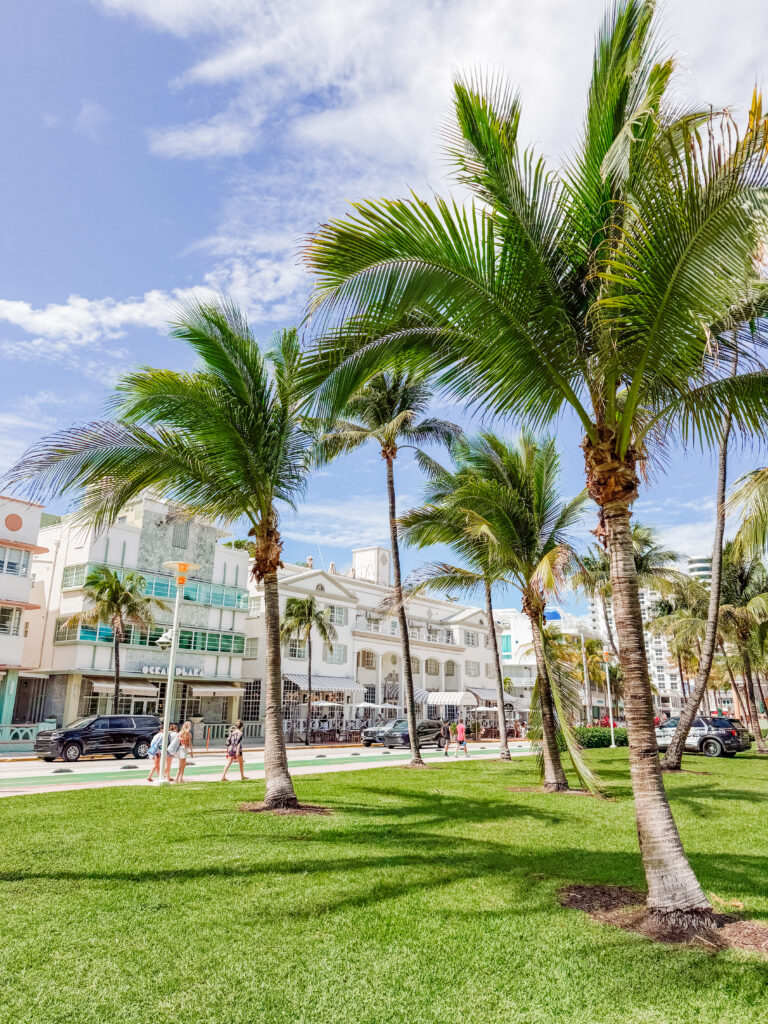 sitting under the palms in Lummus Park south beach miami