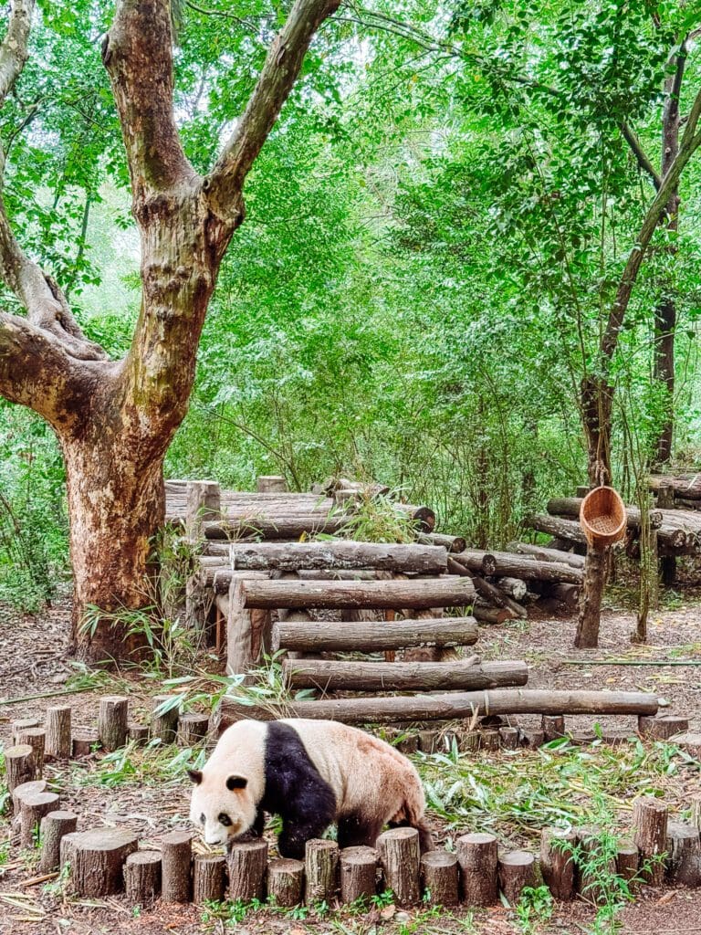 panda at chengdu panda base