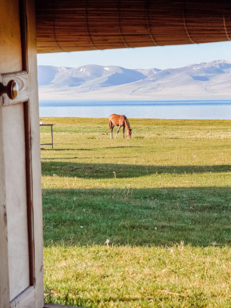 horse views from our yurt at Song kul