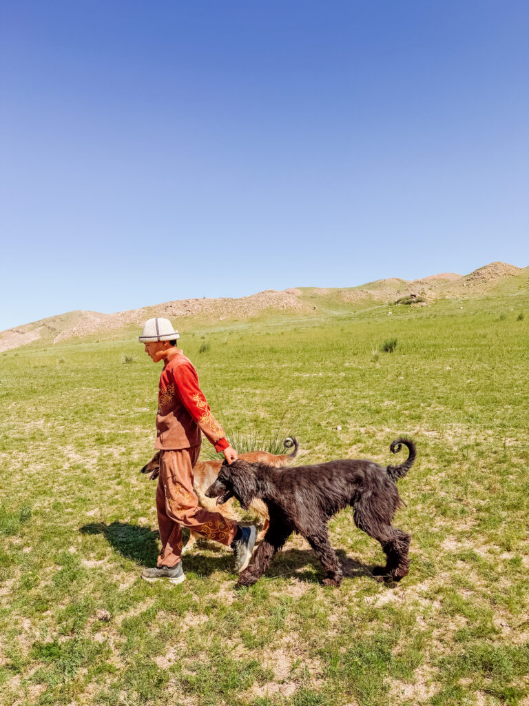 traditional dogs in Kyrgyzstan