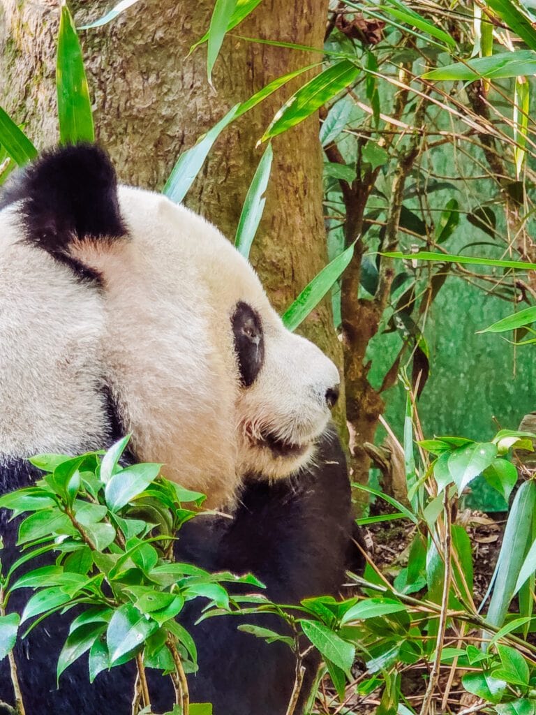 close up of panda panda valley