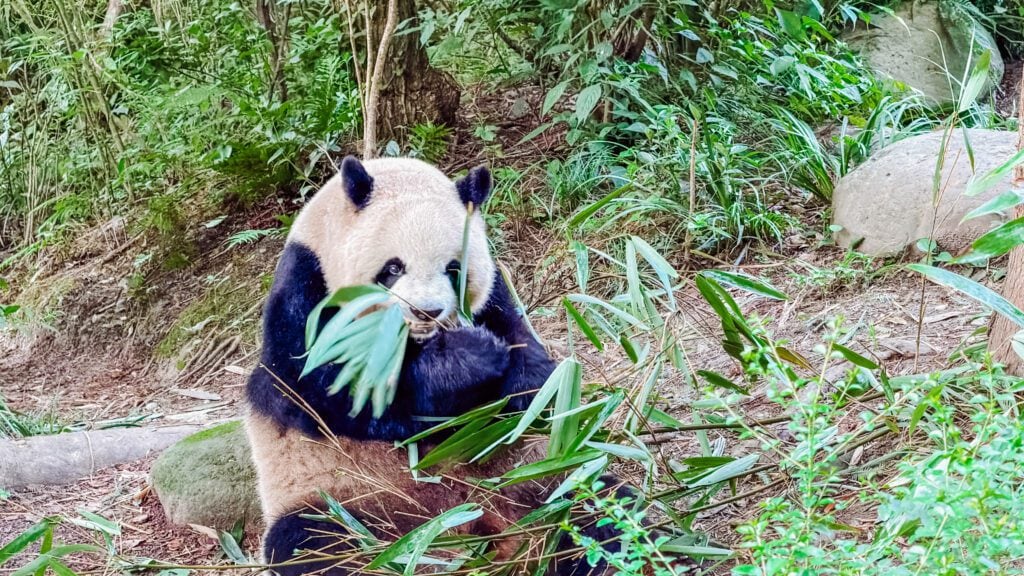 panda munching bamboo