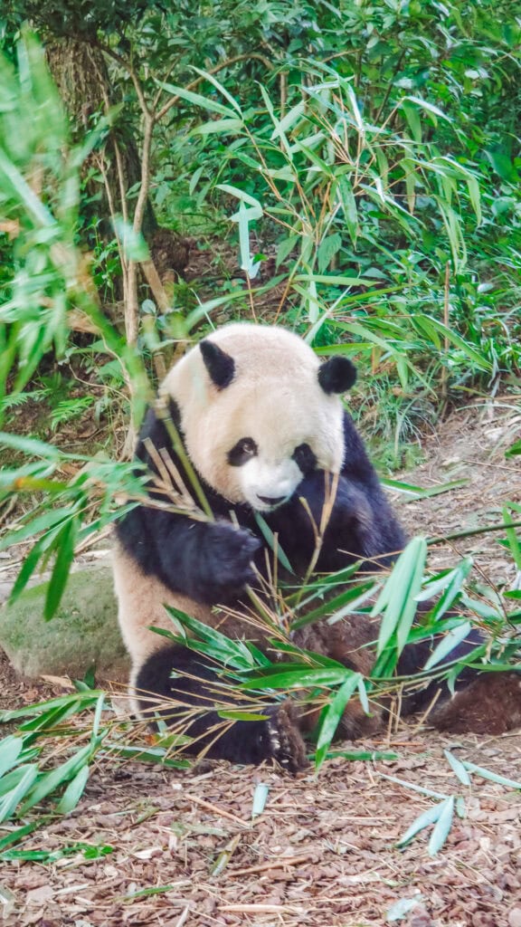 panda valley pandas 