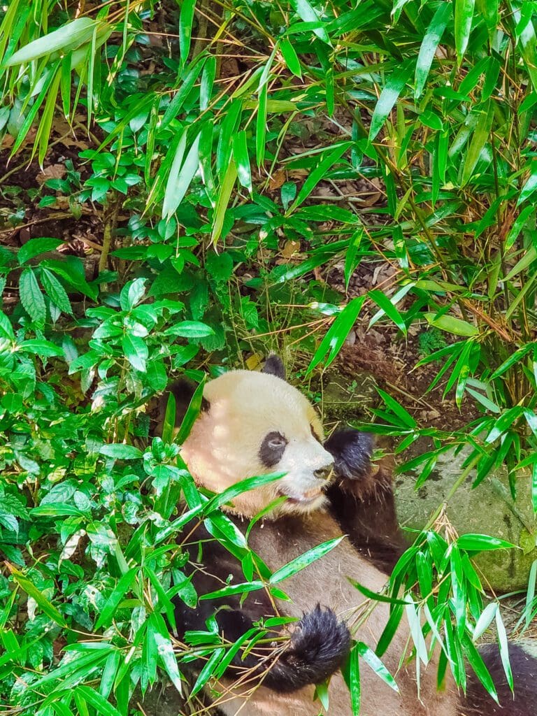 cute panda eating at. panda valley