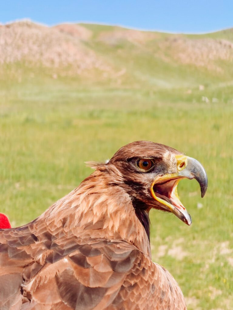 eagle hunting in Kyrgyzstan