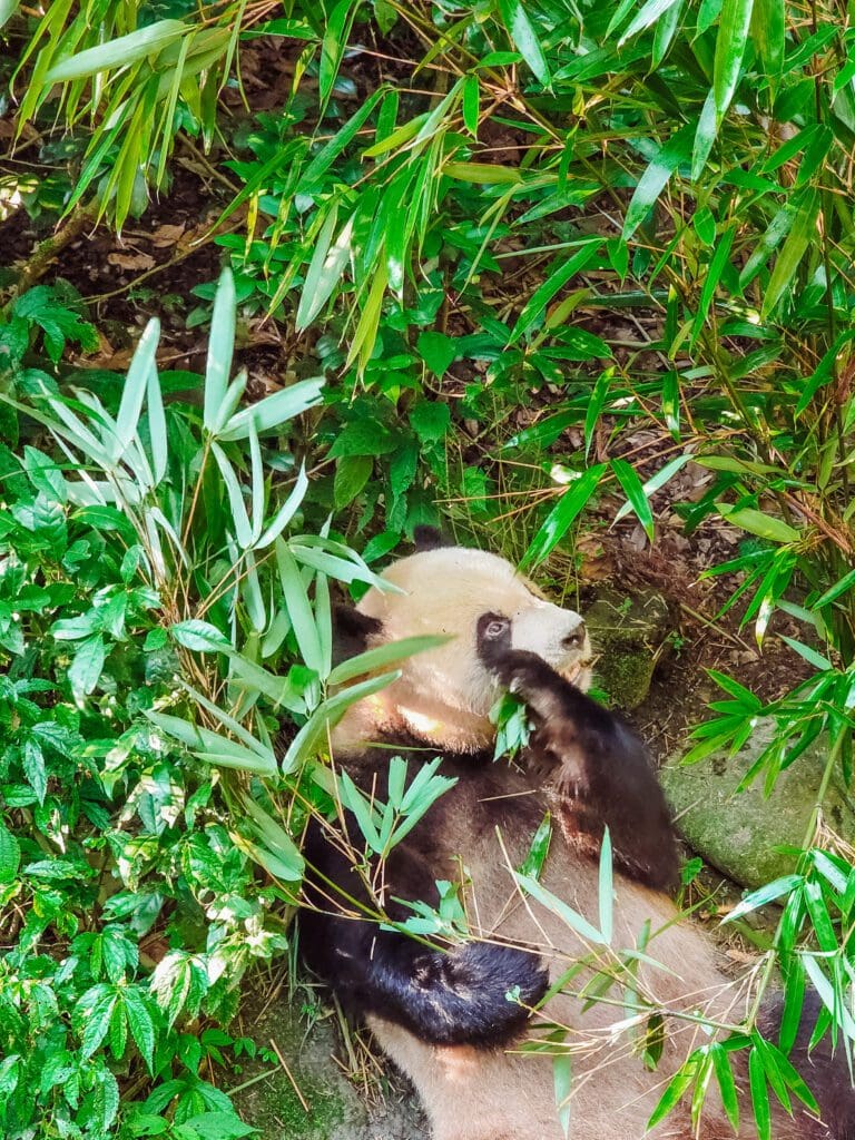 pandas were awake and hungry at 7am