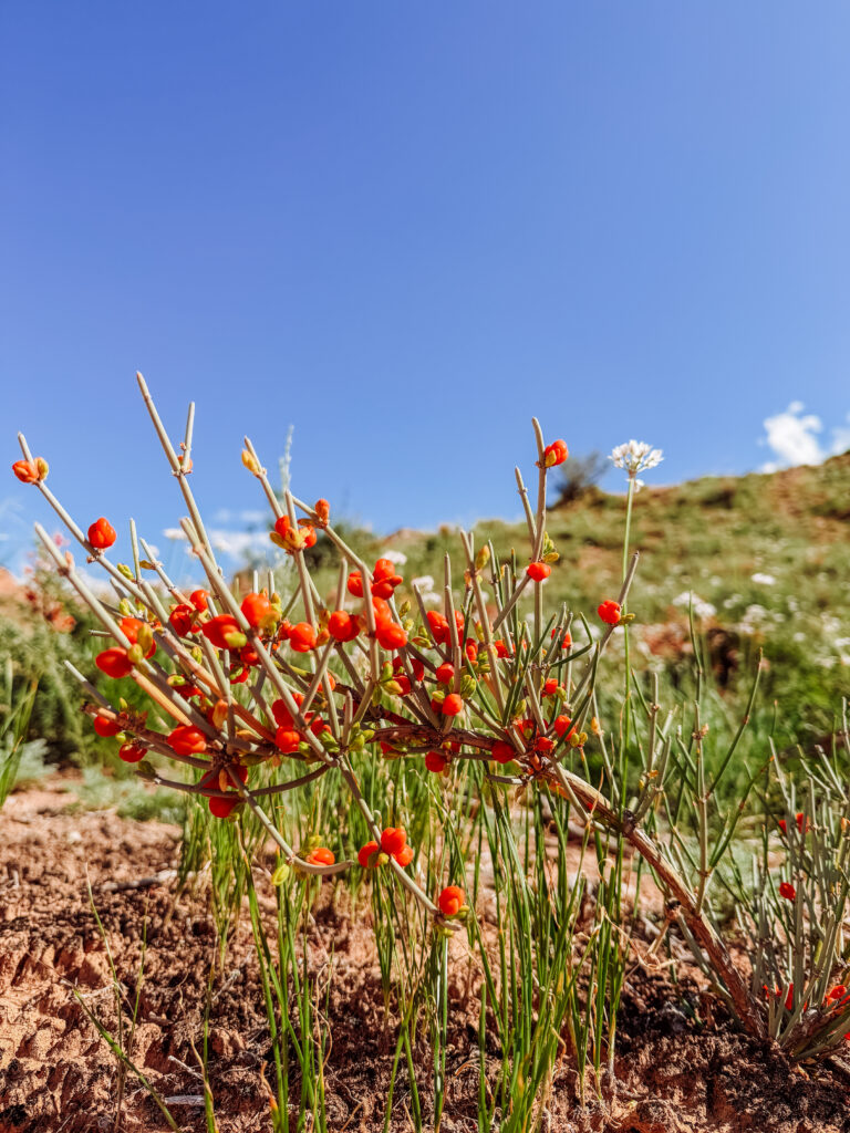 flora at fairytale skazka canyon