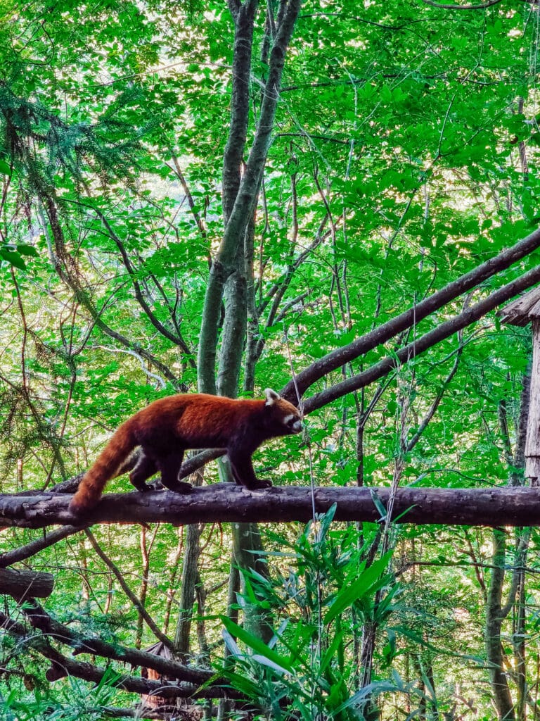 the red pandas running around their trees in the free roaming area