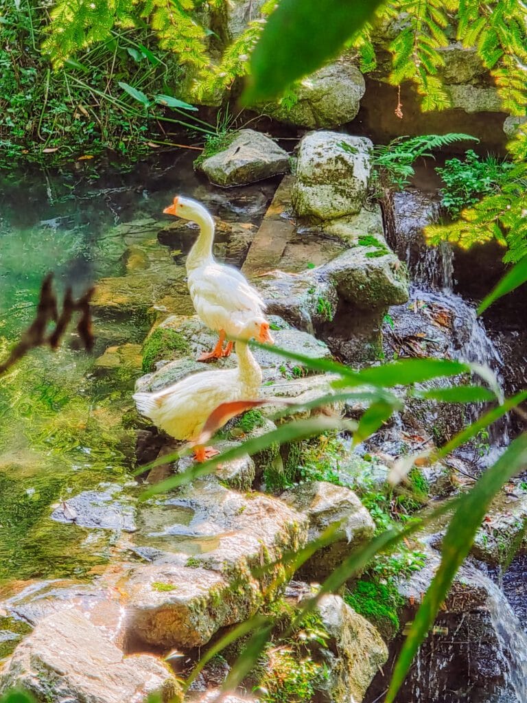 geese at panda valley