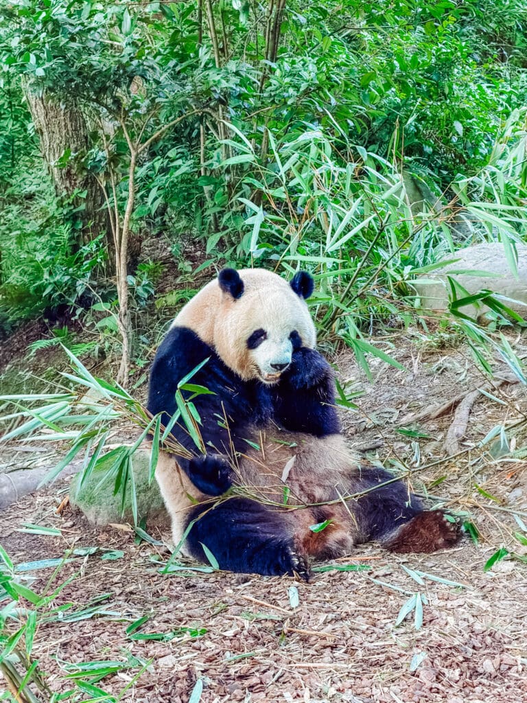panda eating bamboo at panda valley