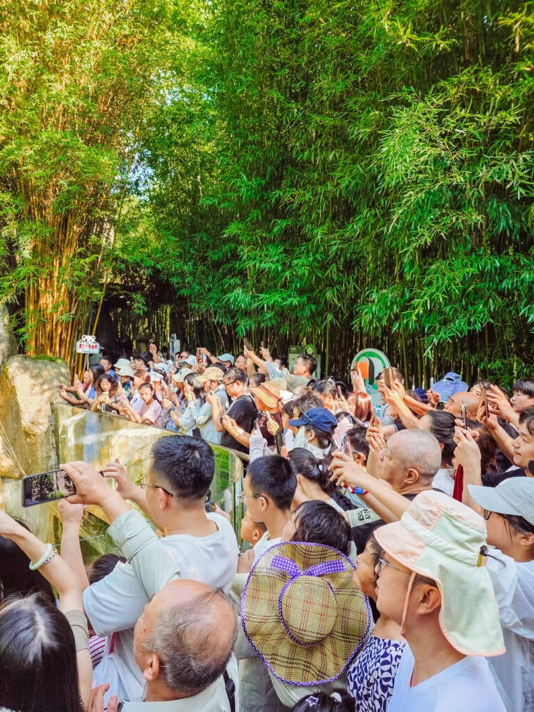 crowds at a panda enclosure
