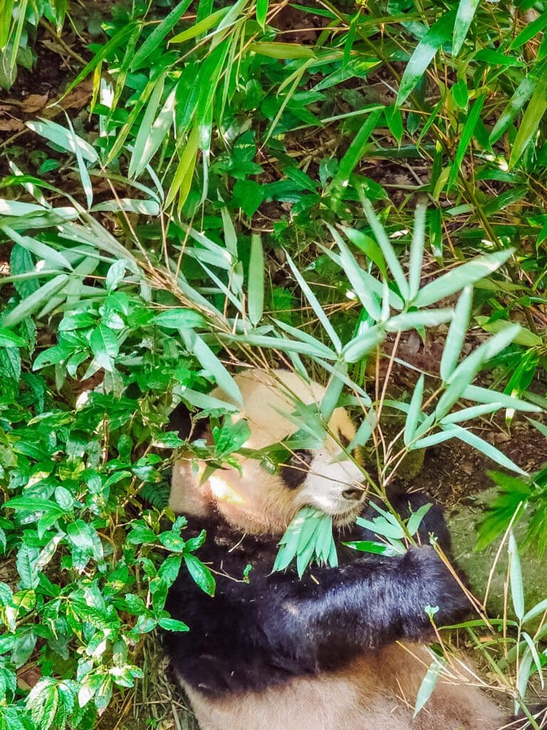 pandas were in more natural surroundings in panda valley