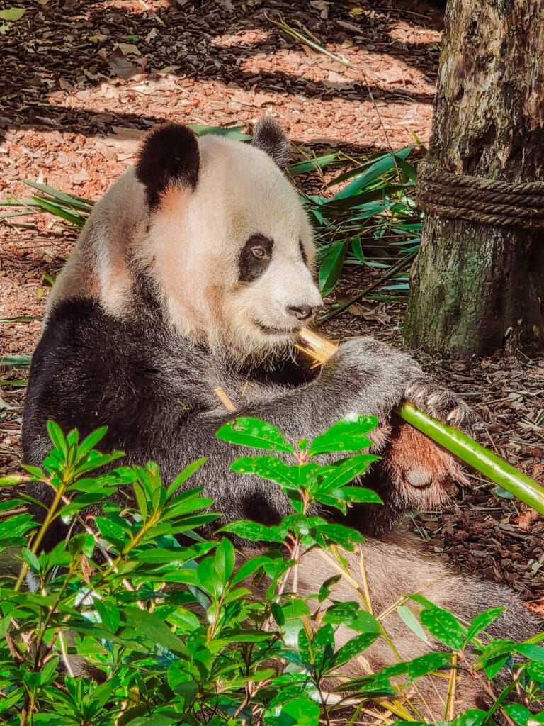 panda close up panda valley