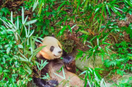 Chengdu Panda Base vs Panda Valley: Which Is Better?