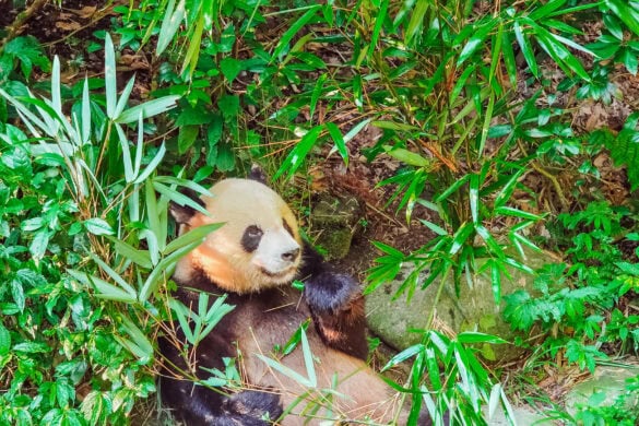 Chengdu Panda Base vs Panda Valley: Which Is Better?