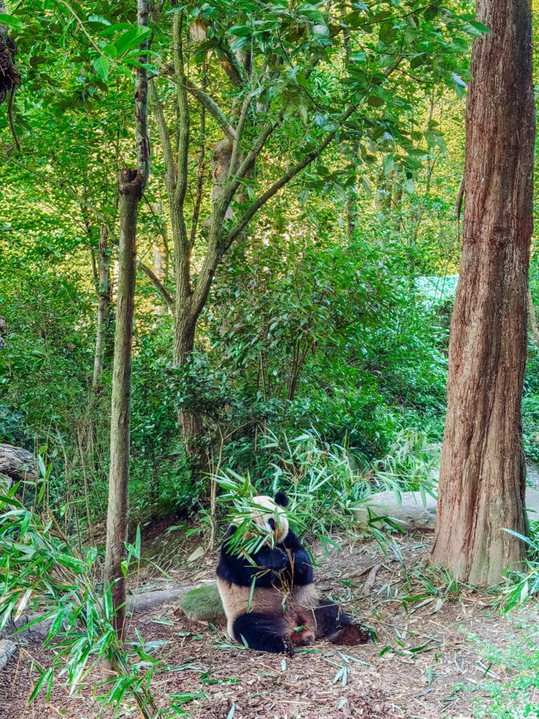 pandas happily munching bamboo earlier in our day