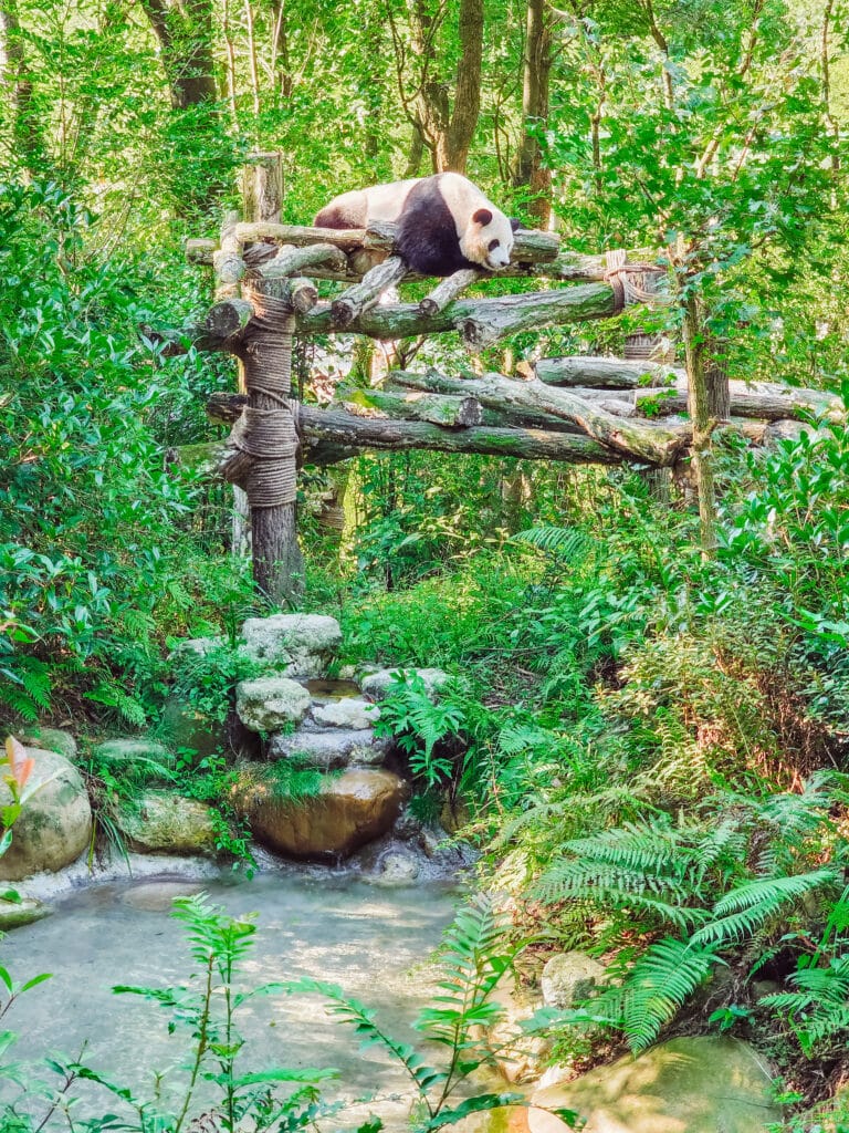 panda at panda valley just relaxing