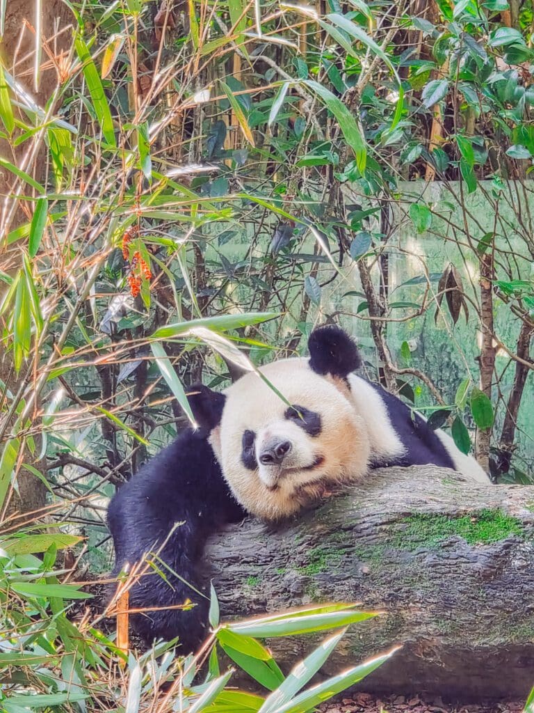panda chilling out in panda valley