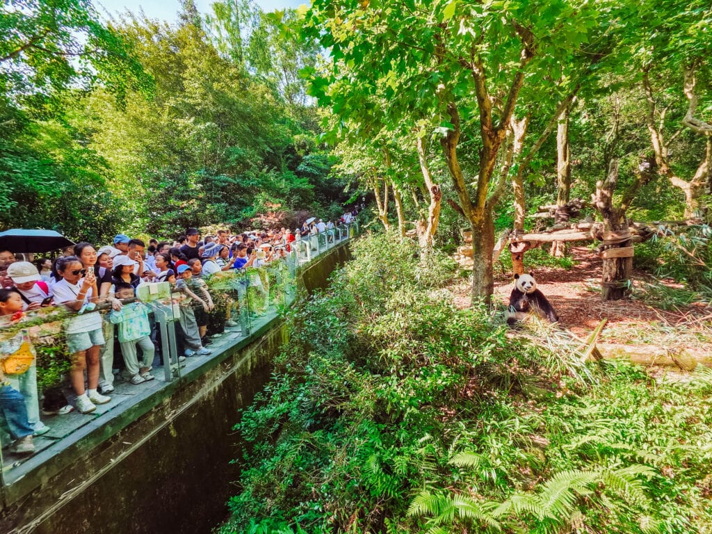 crowd at panda