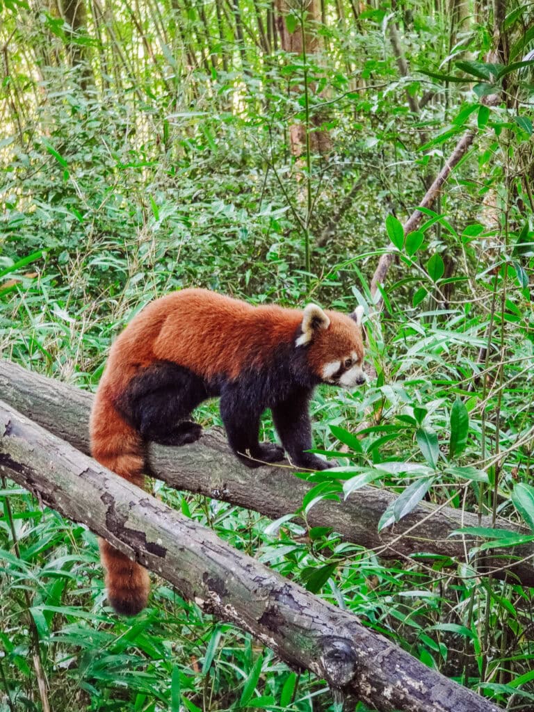 red panda at panda valley