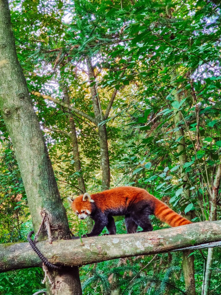 red panda in the free roaming red panda area