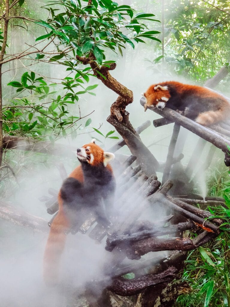 red panda free ranging area panda valley