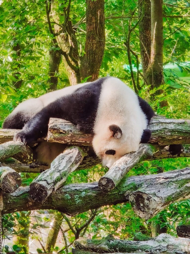 sleeping panda at panda valley