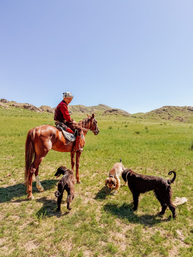traditional dogs at Kyrgyzstan